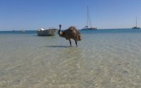 outback-emu im meer