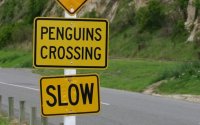 pinguinschilder